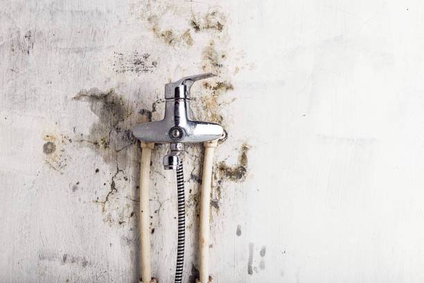 Best Certified Mold Removal  in Greenville, SC