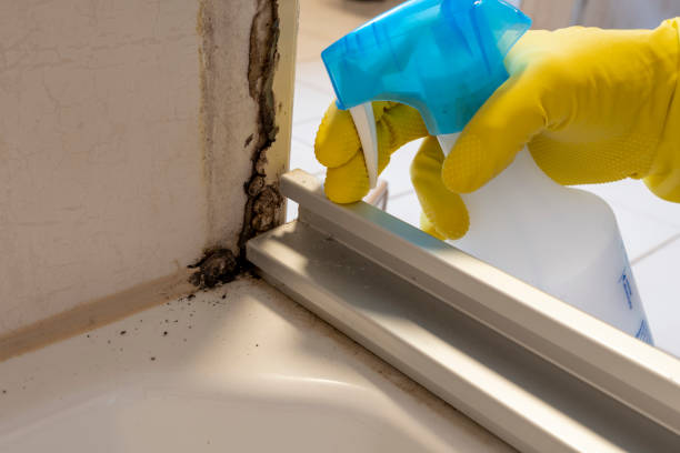  Greenville, SC Mold Removal Pros