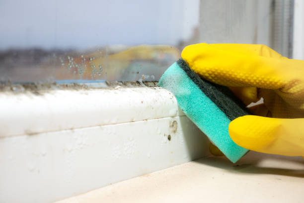 Best Residential Mold Removal  in Greenville, SC