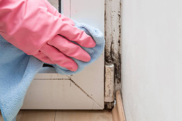 Best Mold Remediation  in Greenville, SC
