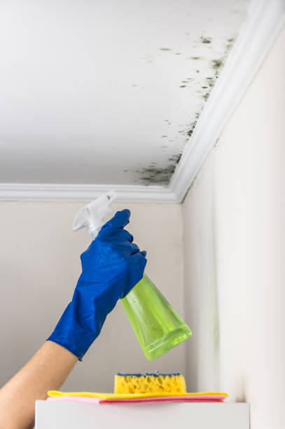 Attic Mold Removal in Greenville, SC